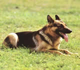 Adestramento de cães em Feira de Santana