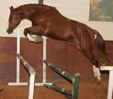 Haras e Hípicas em Feira de Santana