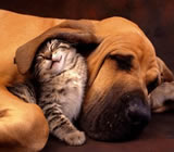 Hotéis para Cães e Gatos em Feira de Santana
