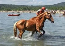 cavalos soltos na Lagoa Grande