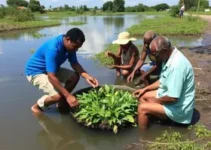 revitalização Lagoa de Chico Maia