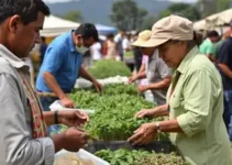 distribuição de sementes