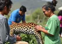 Sedeso realiza mais de 280 atendimentos no Feira em Ação em Jaguara