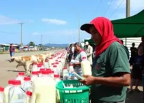 distribuição de leite em Feira de Santana