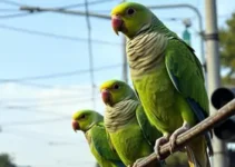 periquitos danificam fiação