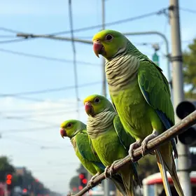 periquitos danificam fiação